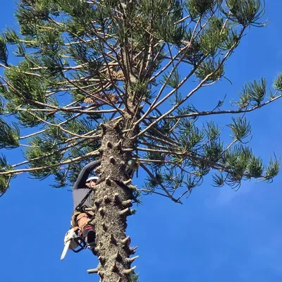 Life Oak Tree Service