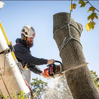 Carlos Tree Services