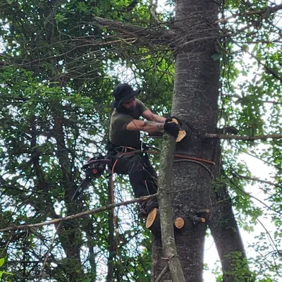 CLEAR SKIES TREE SERVICE LLC