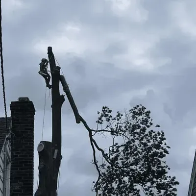Robert Tree Services