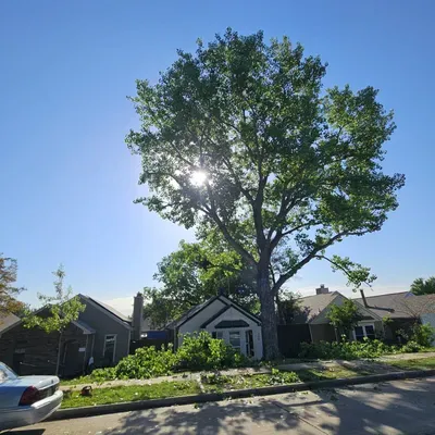 heavys tree service