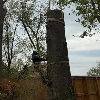 Ronaldo tree service y Landscaping