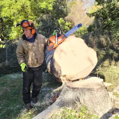 Mesler Tree Services