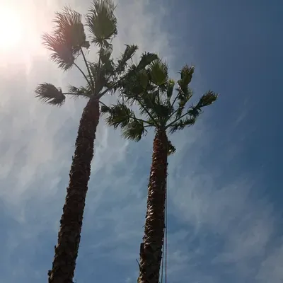 Xio tree service