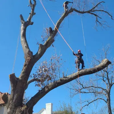 Alfredo'streeservices