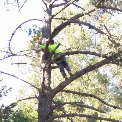 Mika Tree Service