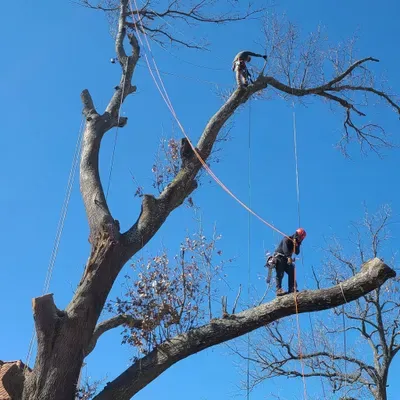 Alfredo's tree services