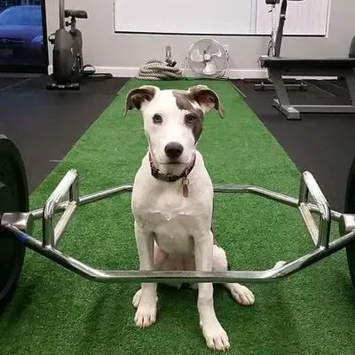 Dynamic Fitness