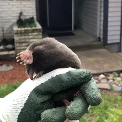 Mole No More LLC