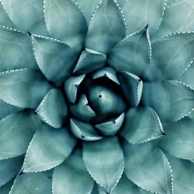 Stella Luna Counseling & Wellness