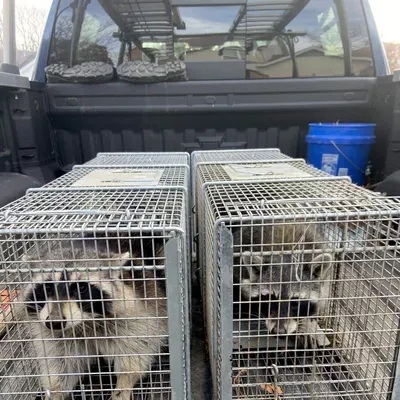 CMM Wildlife Removal LLC