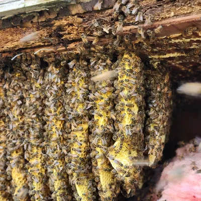 Bluegrass bee and wildlife removal