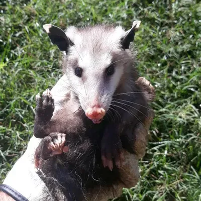Jt Wildlife Removal