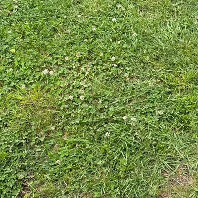 ST Lawn Junk And Moving