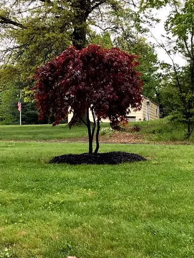 Edland landscaping LLC