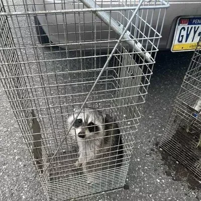 All State Wildlife