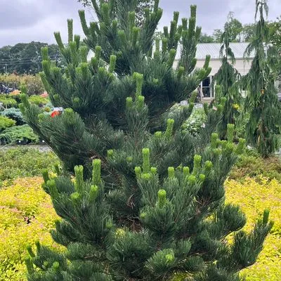 Edge Landscaping LLC