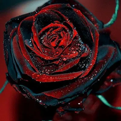 Black Rose Enterprise