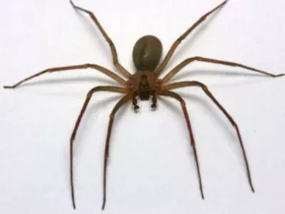 Antipest Termite & Pest Control