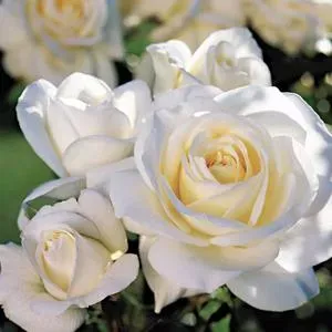 Le Meilleur Cleaning Services