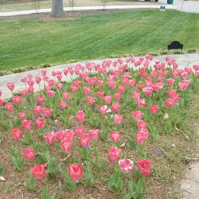 Alta Vista Lawn Care