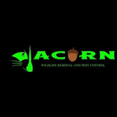 Acorn Wildlife
