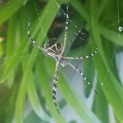 Ecotarget Pest Solutions