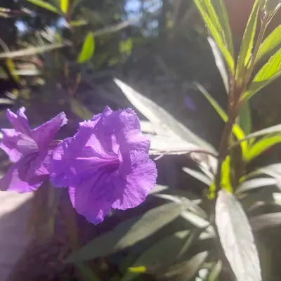 Rise and Shine Orland