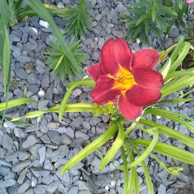 Landscaping Services, Etc.