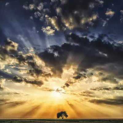 Tree of Light Photography