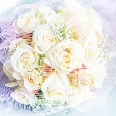 Silena Art Photography