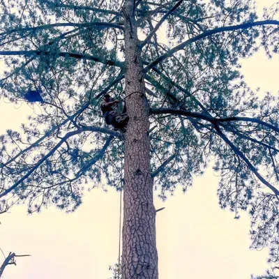 J&B Tree Service LLC