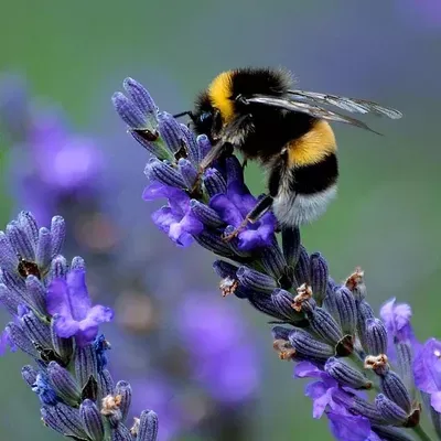 DBA: BEES AND BLOSSOMS CLEANING LLC