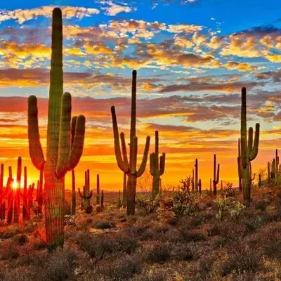 Homes Around The Desert