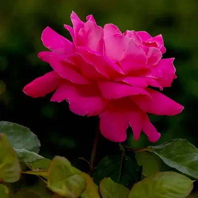 PixlFrames photography