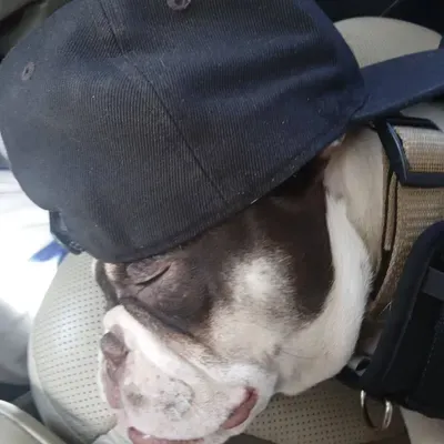 Junkyard Dog