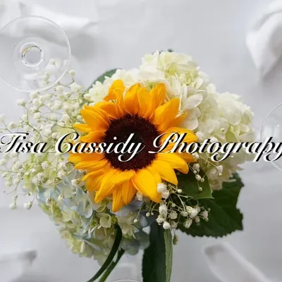 Tisa Cassidy Photography