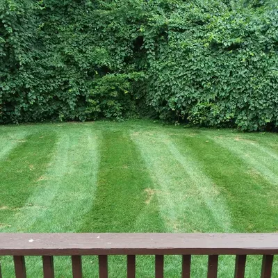 Matt's Miracle Lawn