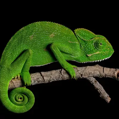 DJ Chameleon