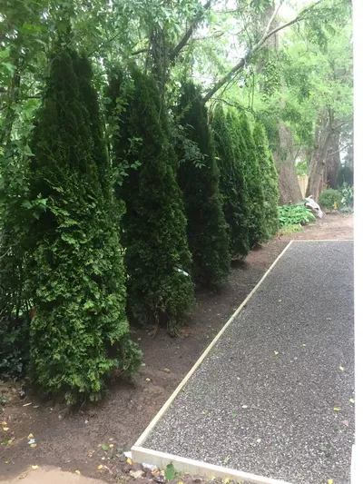 David landscape service