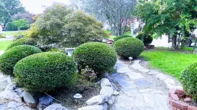 Luis's lawn landscaping