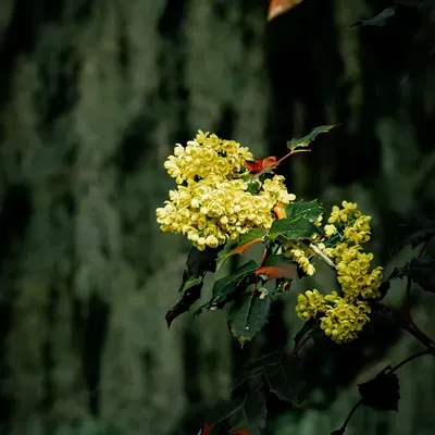 Photos by Rivera