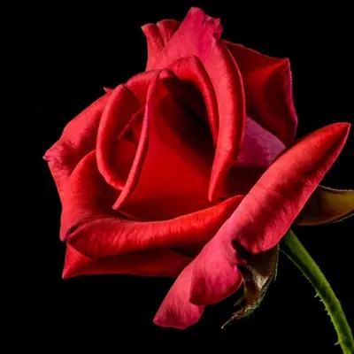 Rose LLC