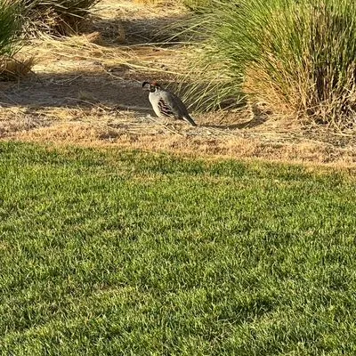 Estrella lawn services