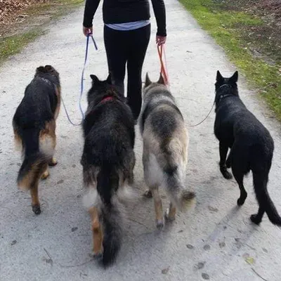 K9 Pawsibilities LLC