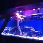 Aquariums Done Wright