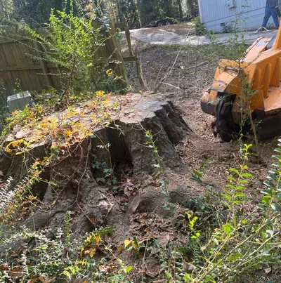 Coleman Stump Removal