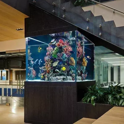 Aquatic Dreams