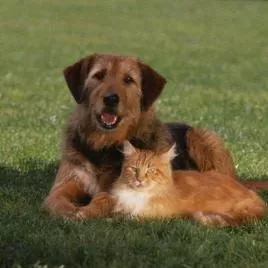 Grassy Meadows Tick Control