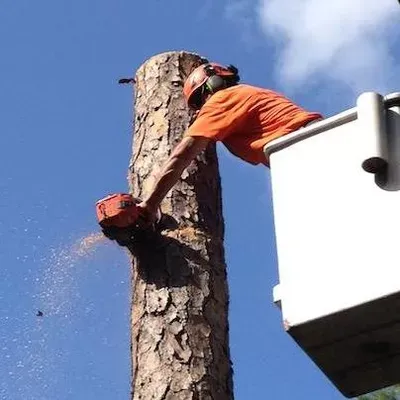 Steve's Tree & Hauling Service, LLC